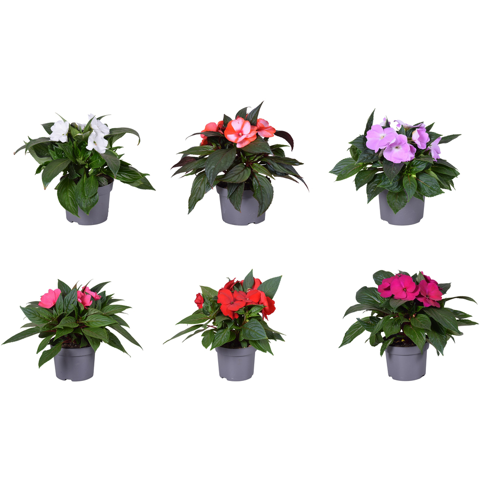 Impatiens neu guinea