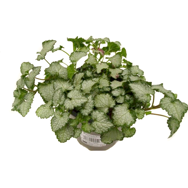 Lamium maculatum pink chablis