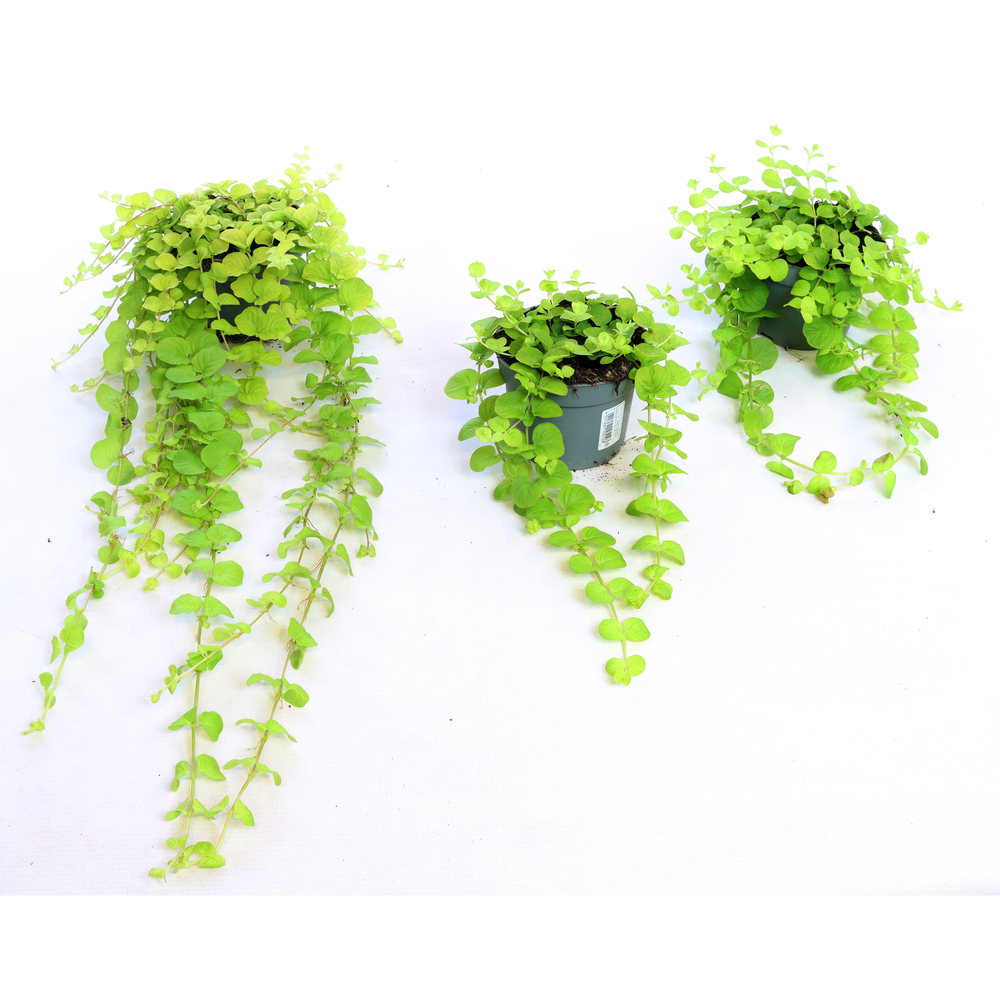 Lysimachia nummularia goldlocks