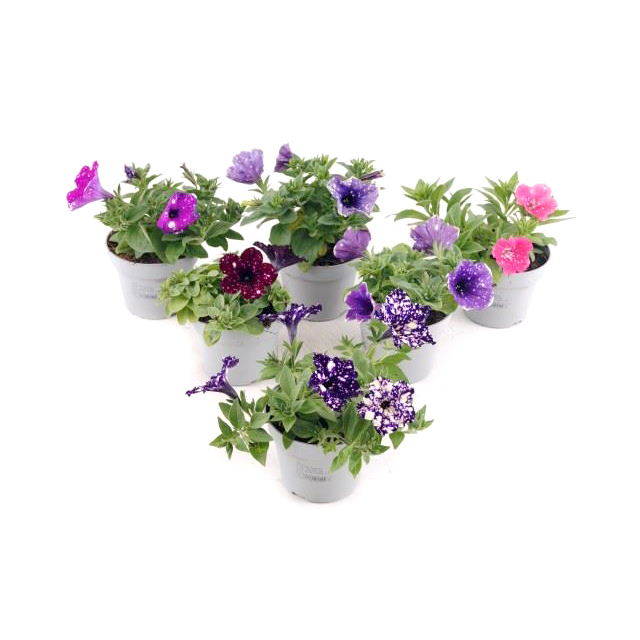 Petunia nightsky