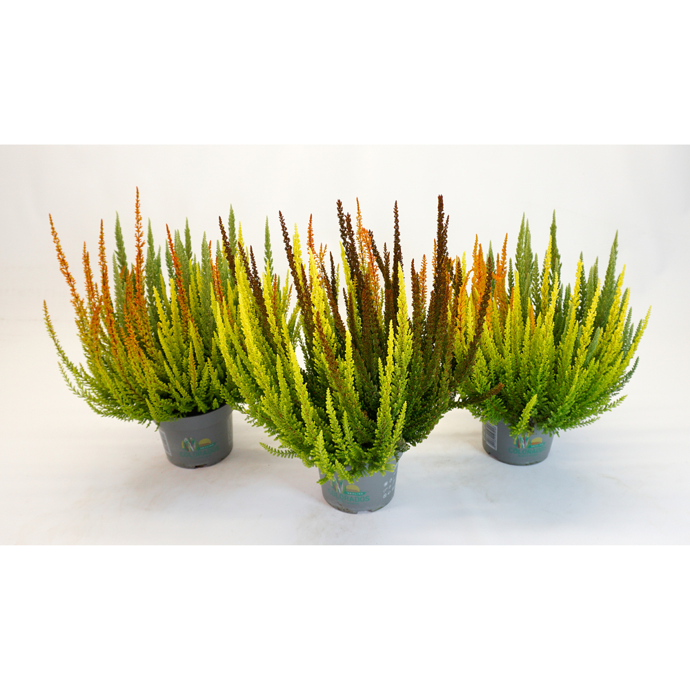 Calluna vulgaris beauty ladies skyline colorados t