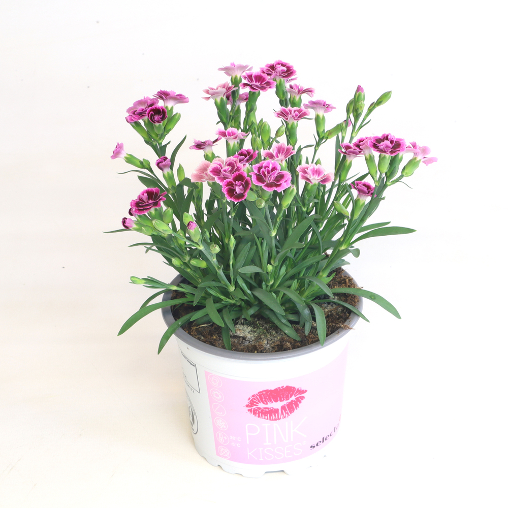Dianthus caryophyllus pink kisses