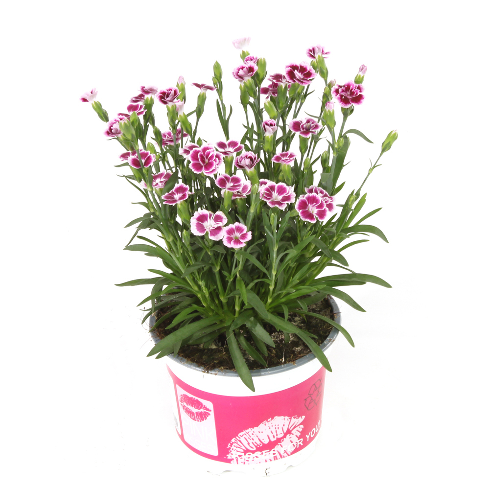 Dianthus caryophyllus pink kisses