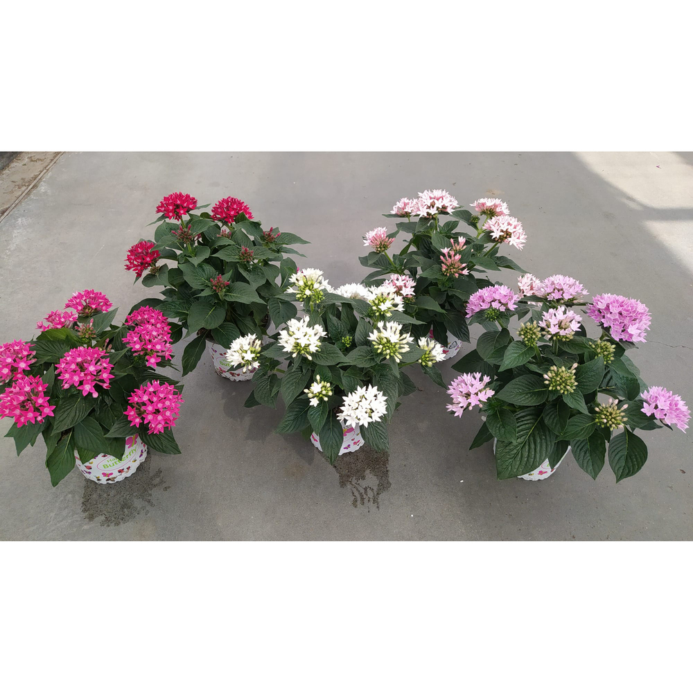 Pentas lanceolata