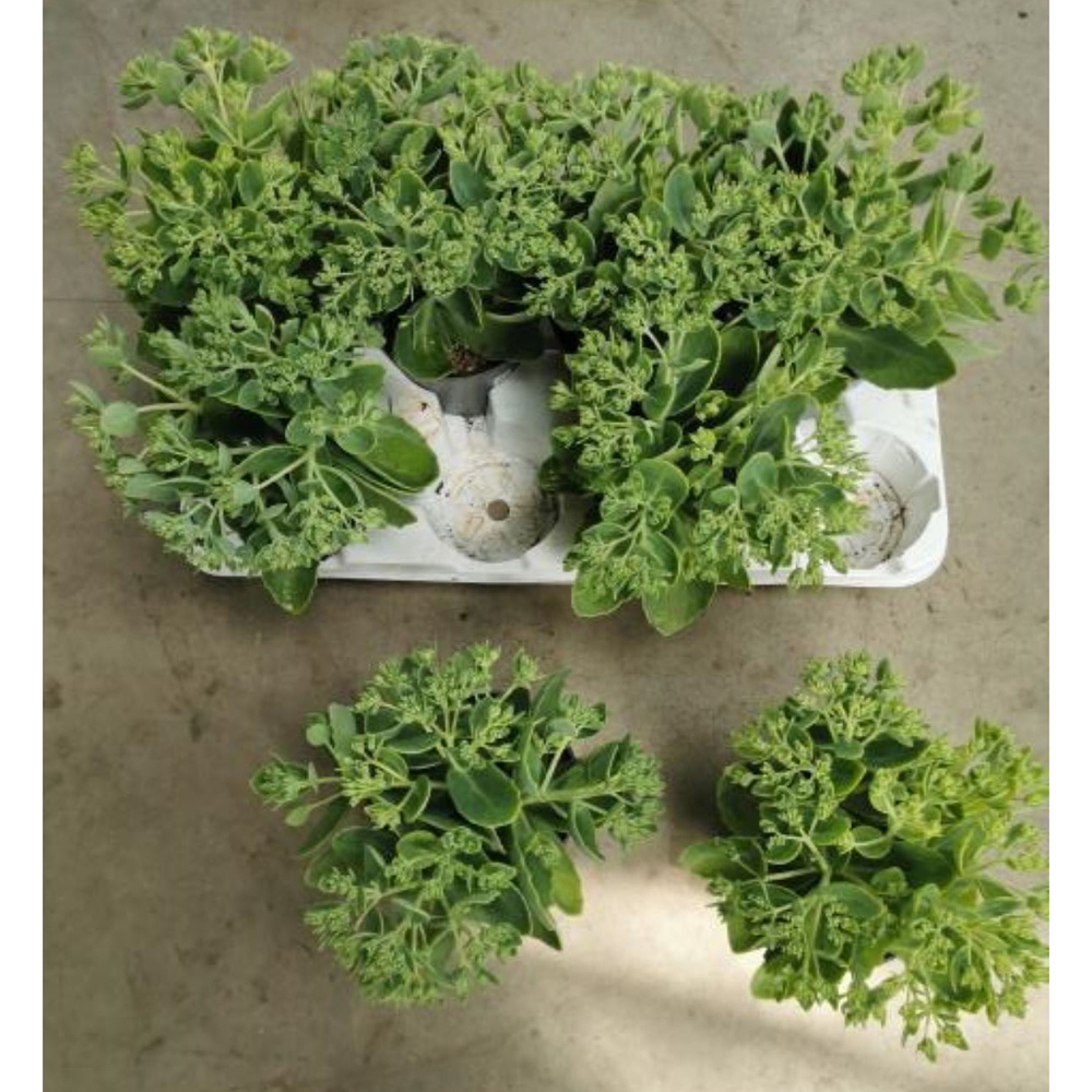 Sedum telephium herbstfreude