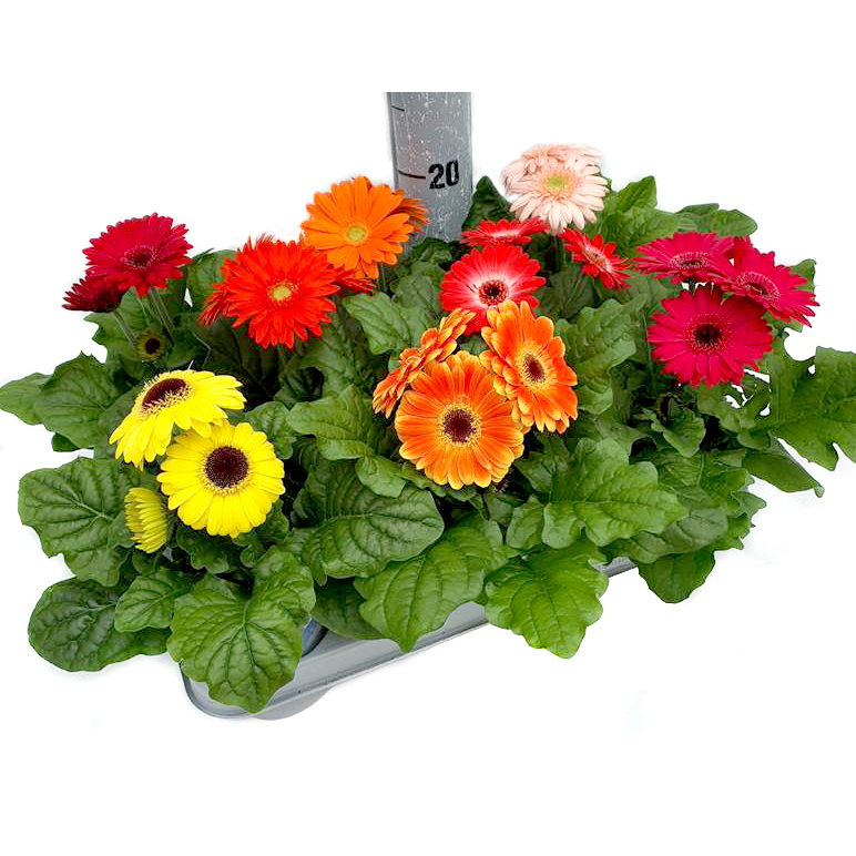 Gerbera sundayz