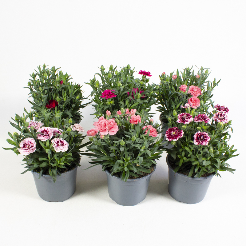 Dianthus caryophyllus oscar