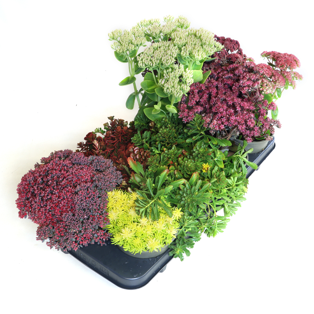 Sedum mix flach und aufrecht
