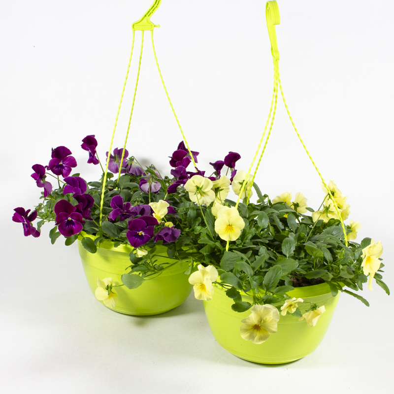 Viola cornuta cool & wave