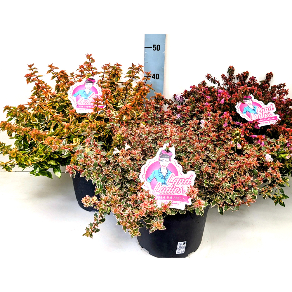 Abelia grandiflora