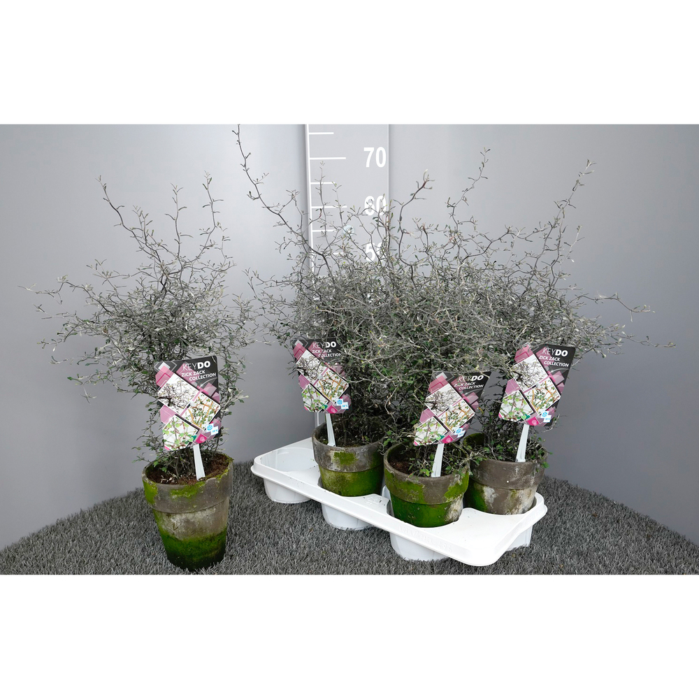corokia cotoneaster