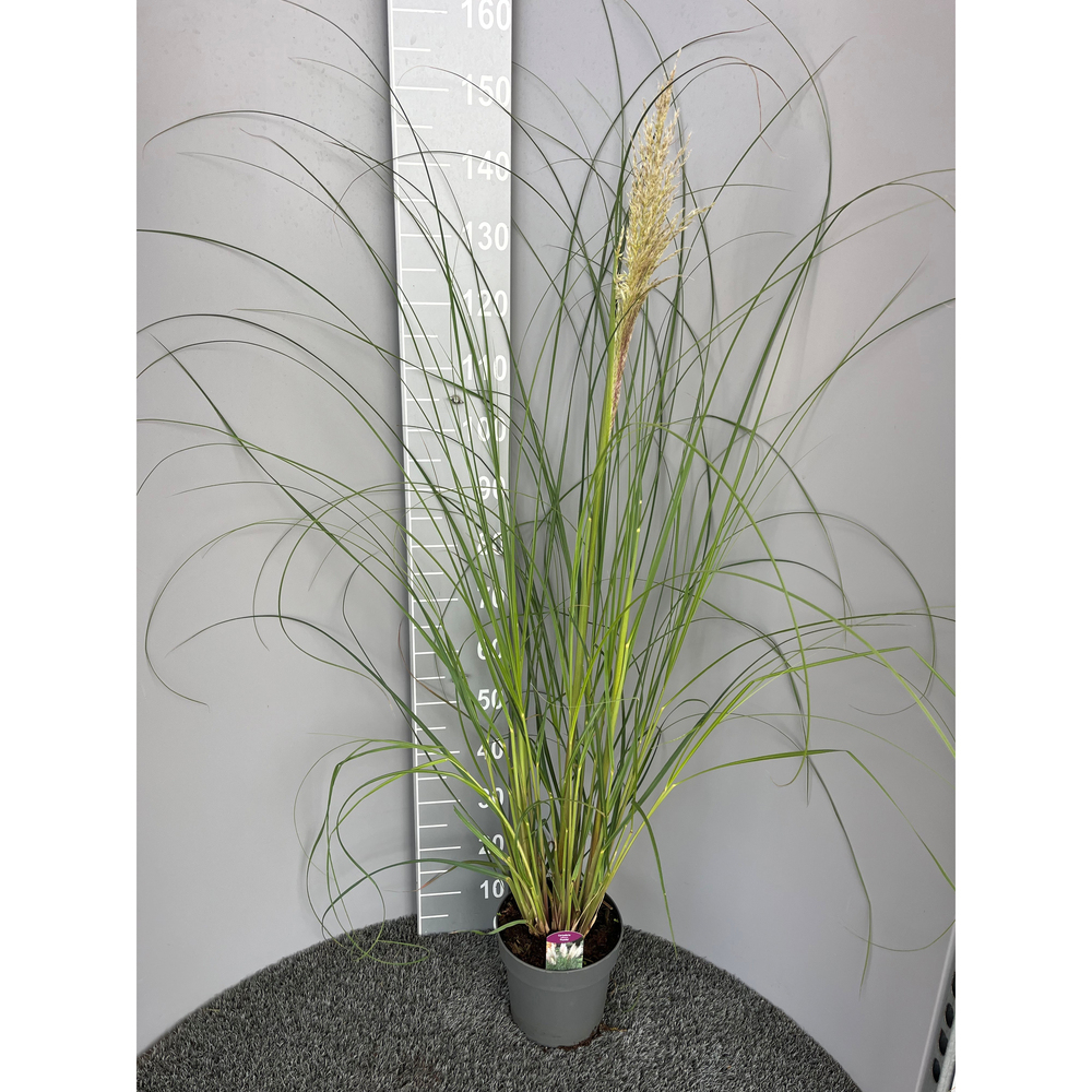 cortaderia selloana pumila