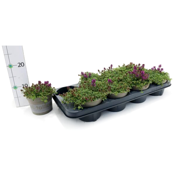 Thymus