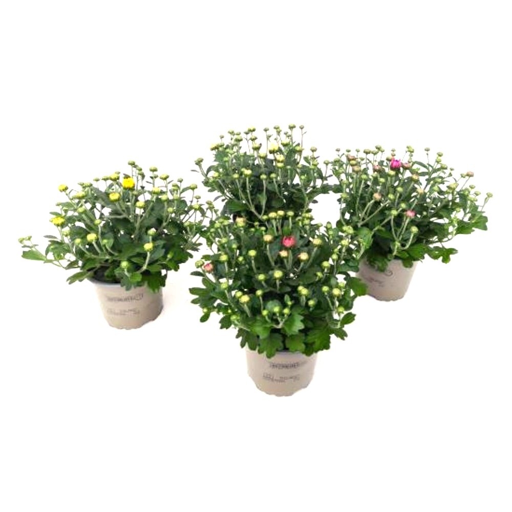 Chrysanthemum winterhart