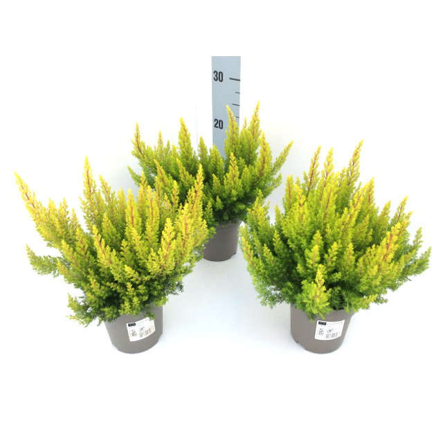Erica arborea estrella gold
