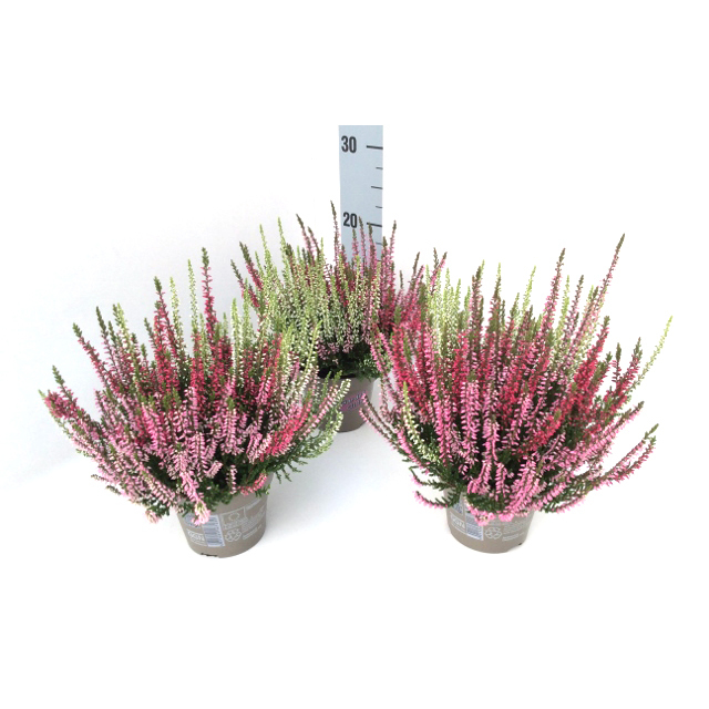 Calluna vulgaris garden girls trio
