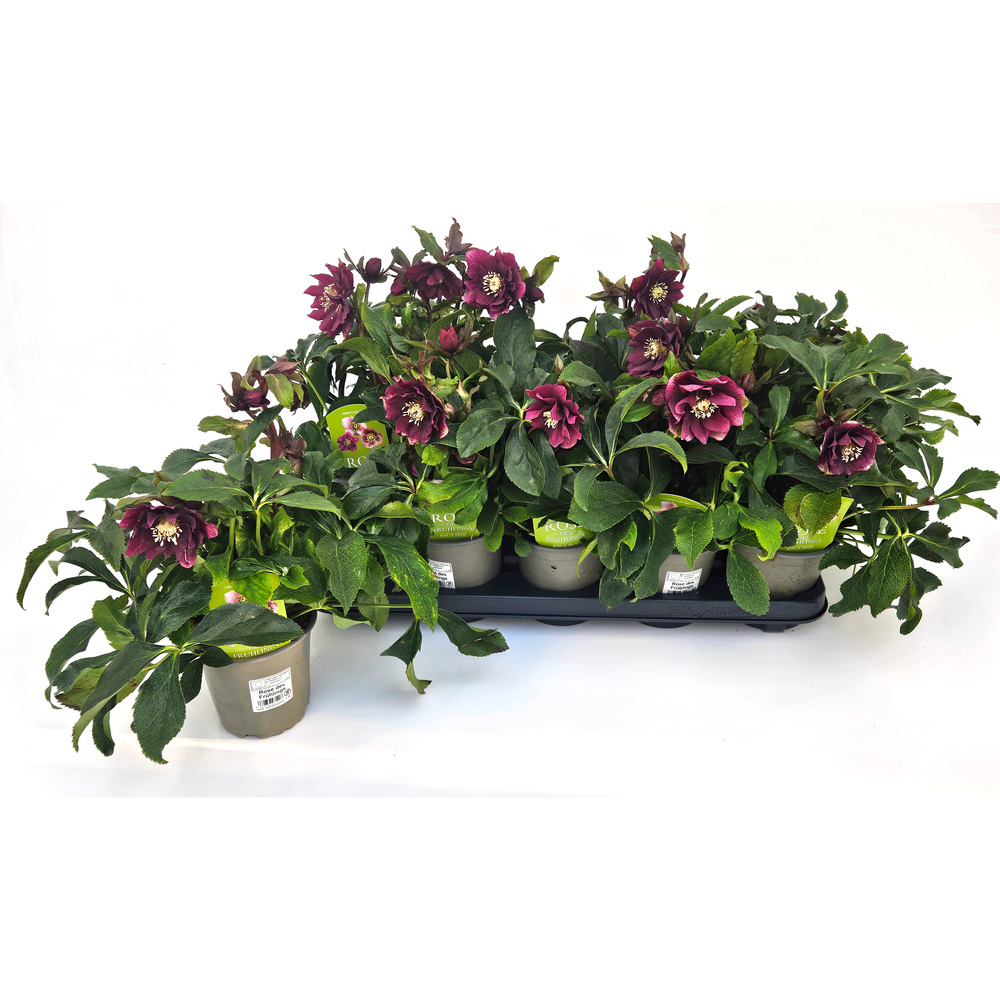 Helleborus orientalis