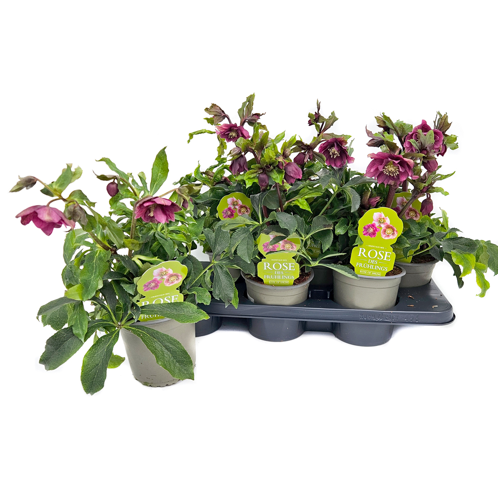 helleborus orientalis double ellen