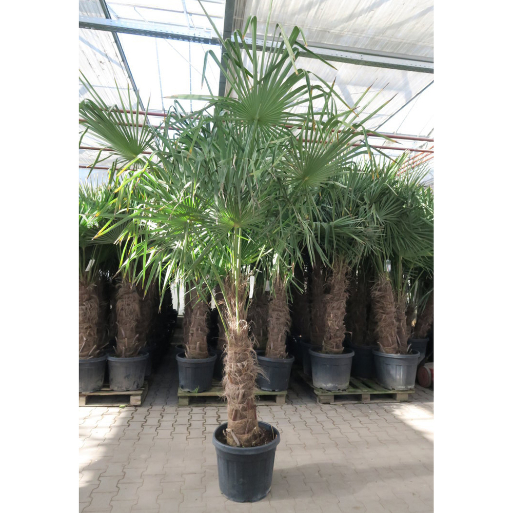 Trachycarpus fortunei