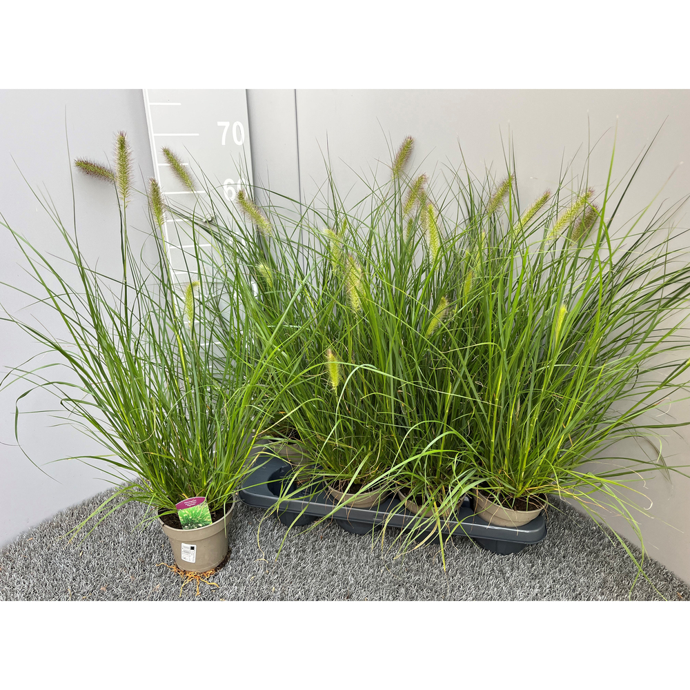 pennisetum alopecuroides hameln