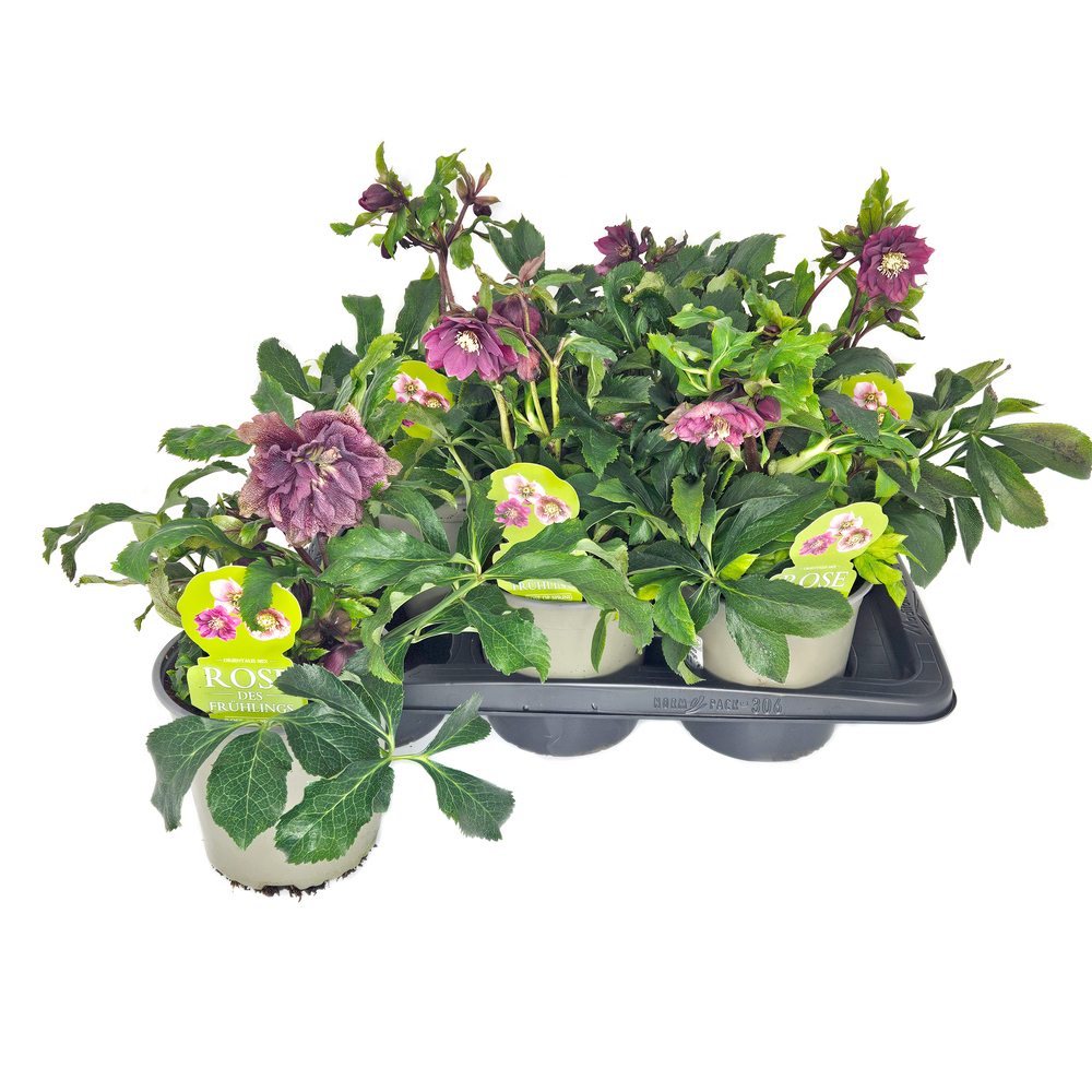 Helleborus orientalis double ellen