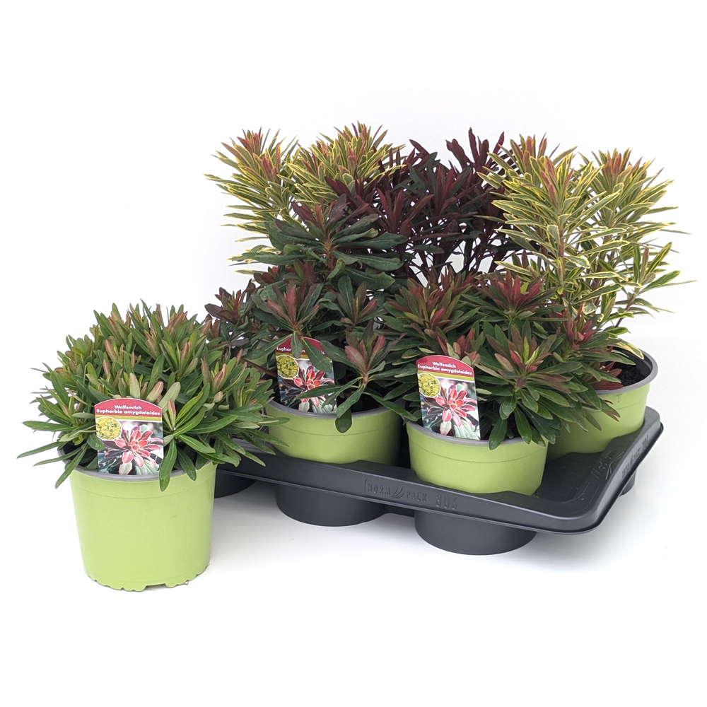 Euphorbia amygdaloides