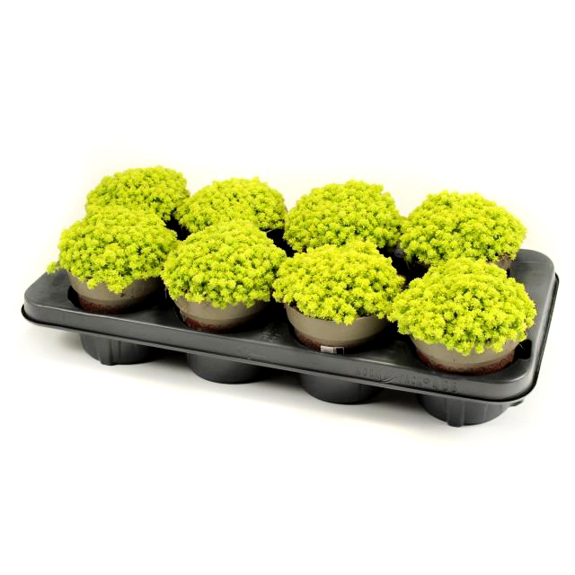 Sedum hispanicum aureum