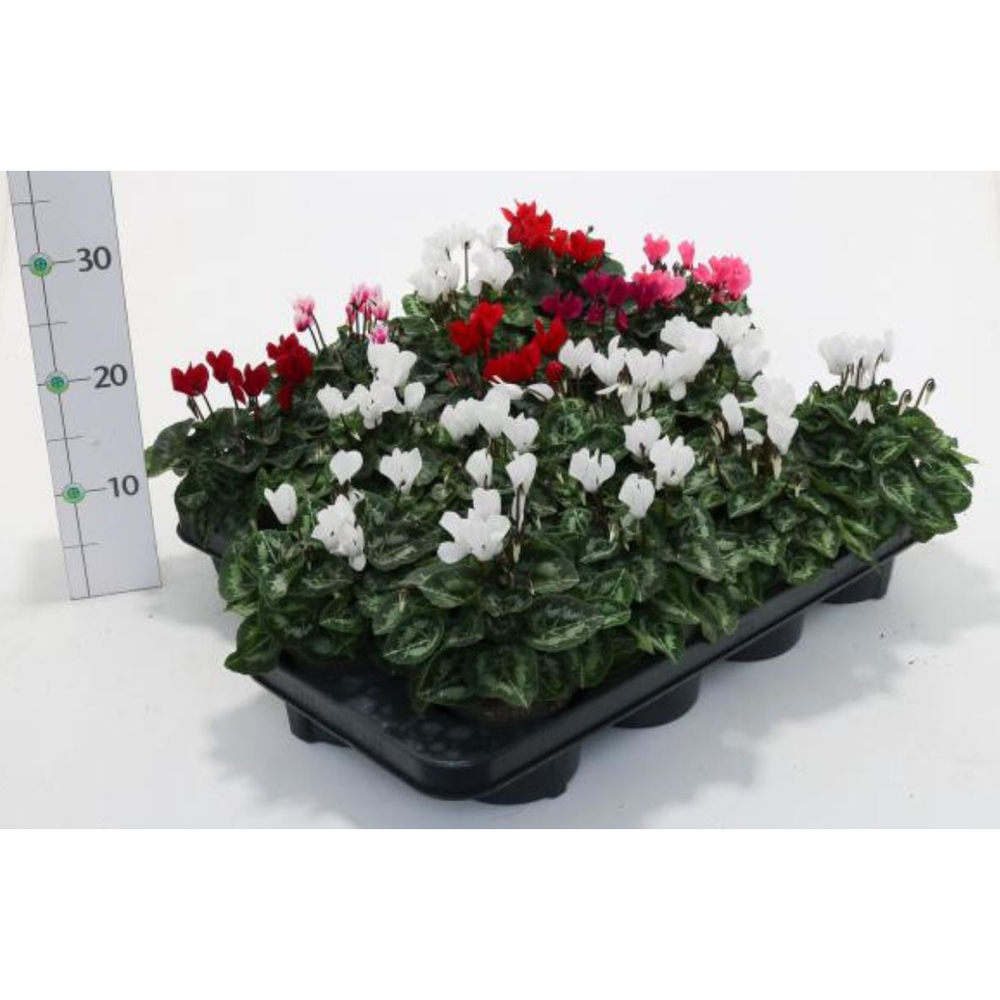 Cyclamen persicum mini