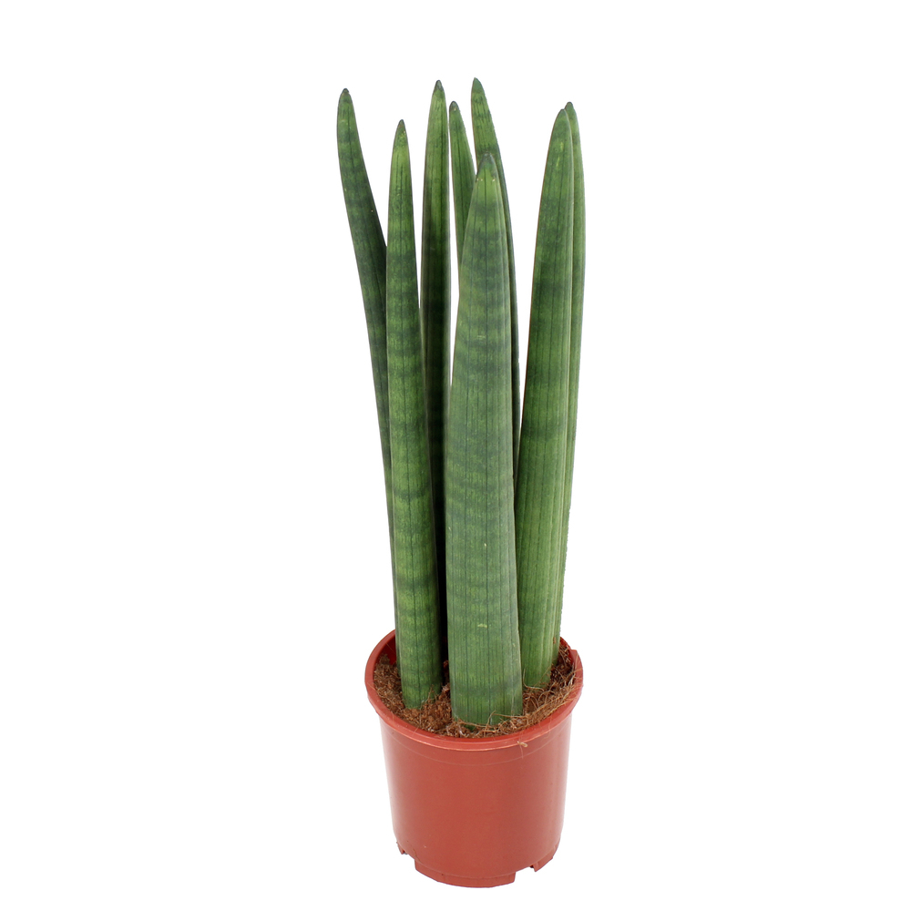 Sansevieria cylindrica straight