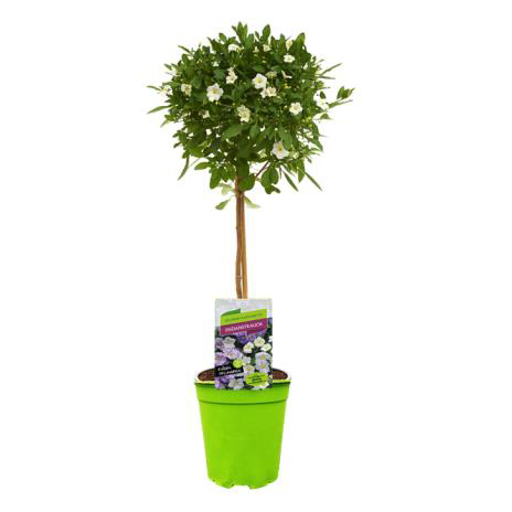 Solanum | lycianthes rantonnetii charles white