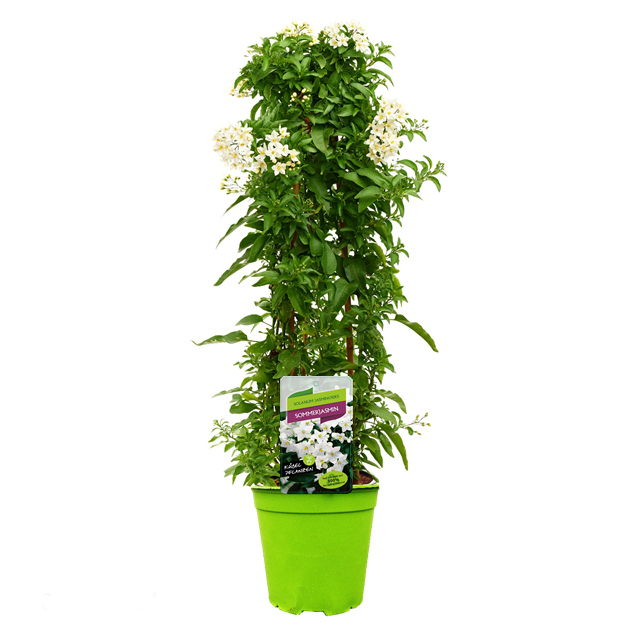 solanum jasminoides