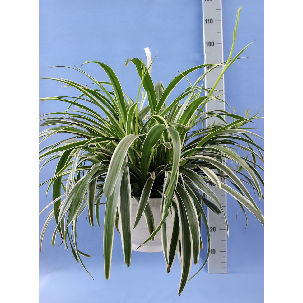 Chlorophytum comosum