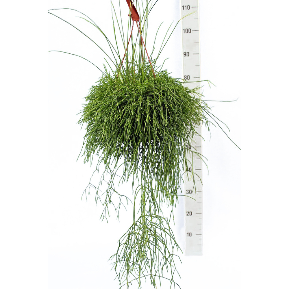 Rhipsalis cassutha