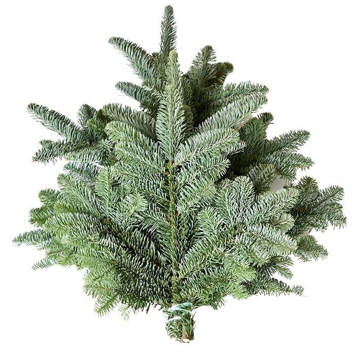 Abies nobilis blau-grün 500 g
