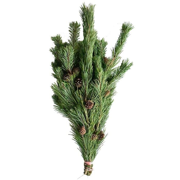 Pinus mugo bergkiefer 400-450 g