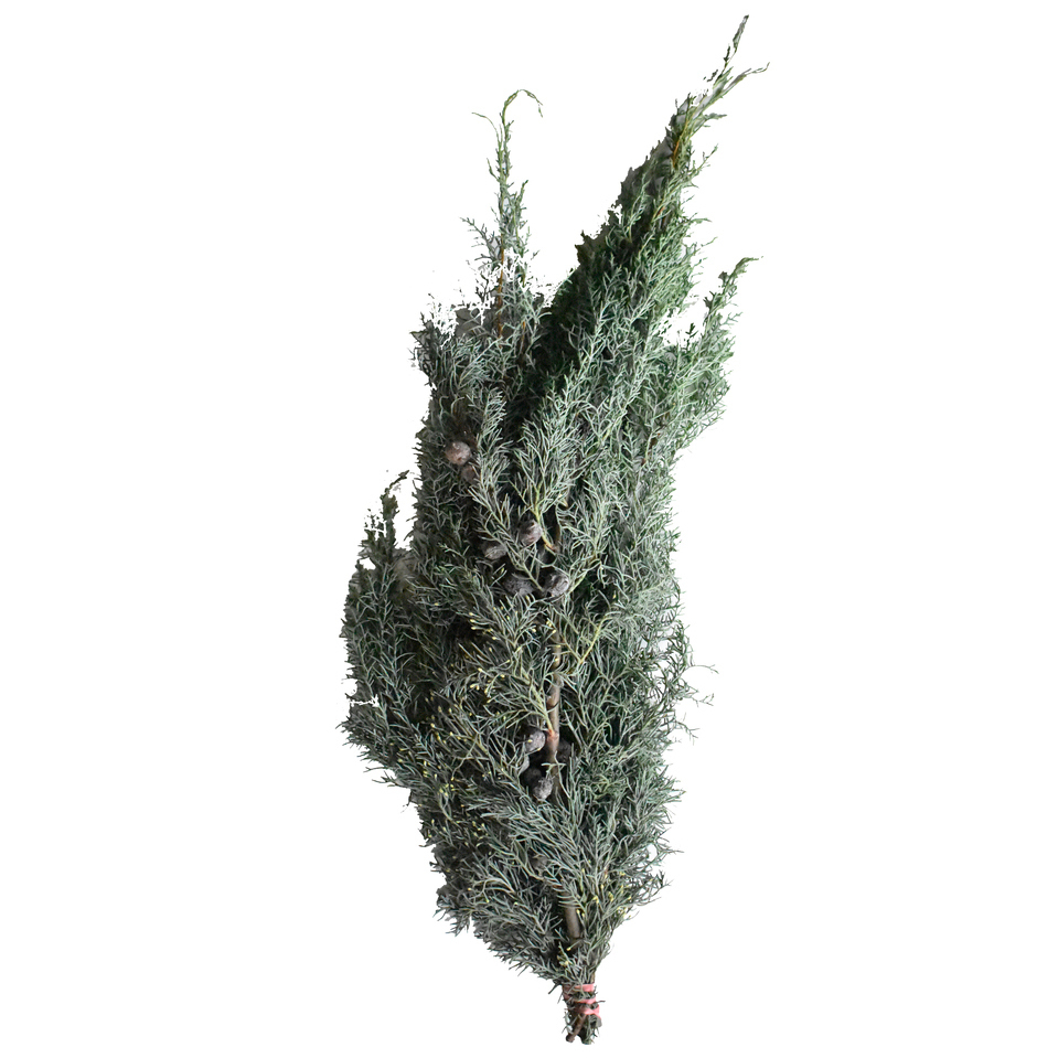 Cupressus arizonica silber-blau 350 g