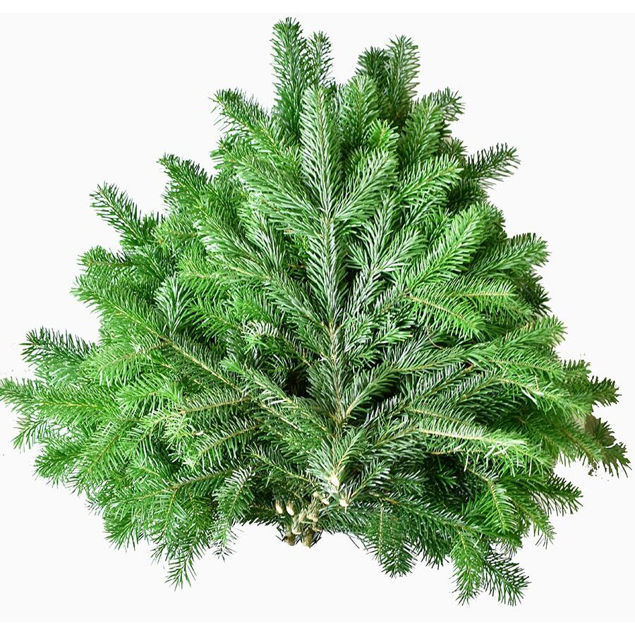 Abies nordmanniana grün 5 kg