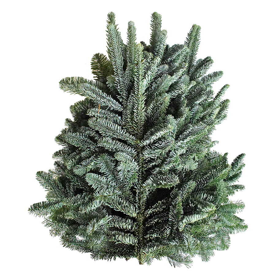 Abies nordmanniana grün 2,5 kg