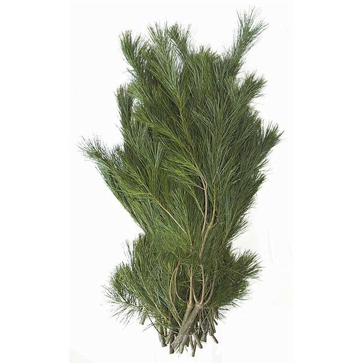 Pinus strobus seidenkiefer 5 kg