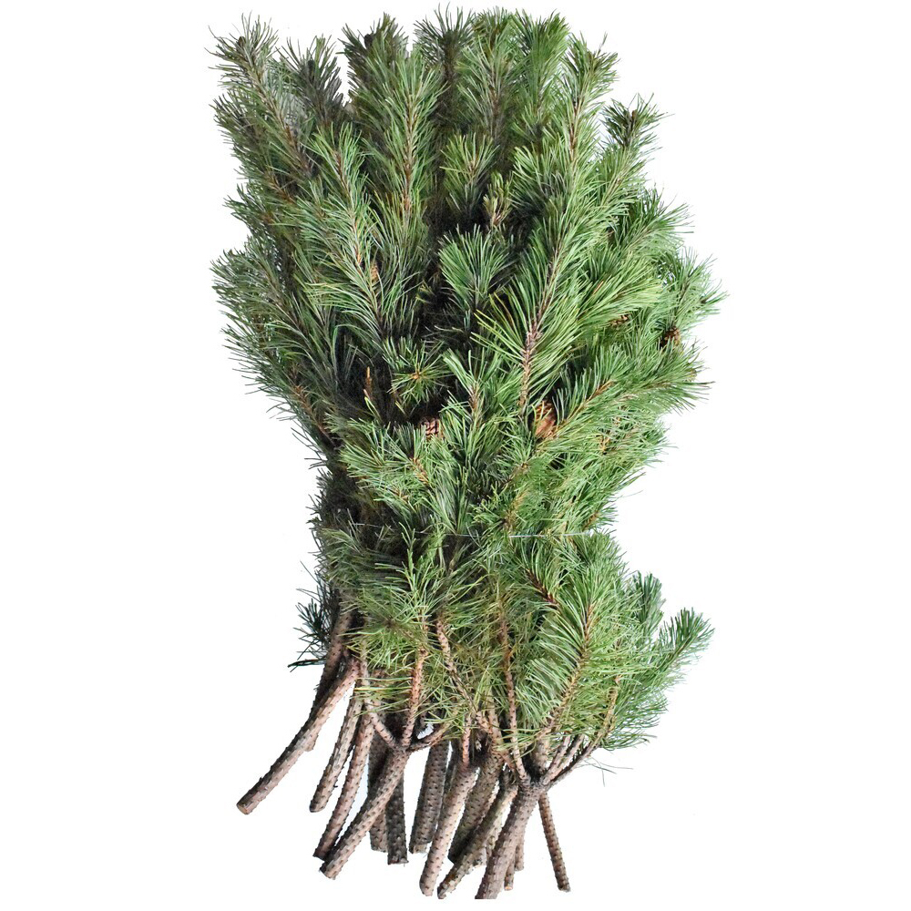 Pinus mugo bergkiefer 5 kg