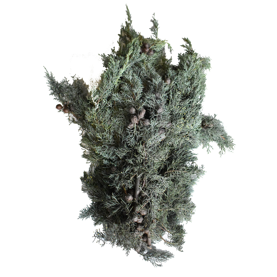 Cupressus arizonica silber-blau 5 kg