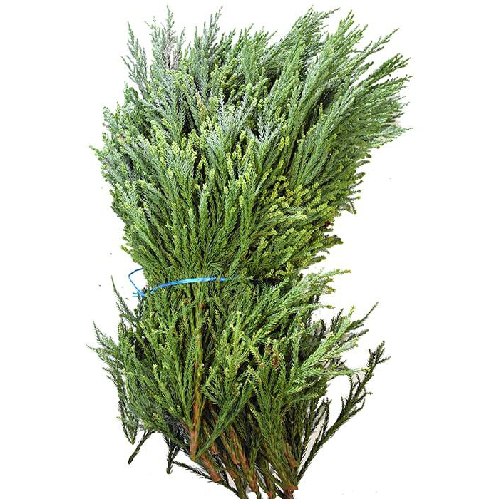 Cryptomeria japonica grün 5 kg