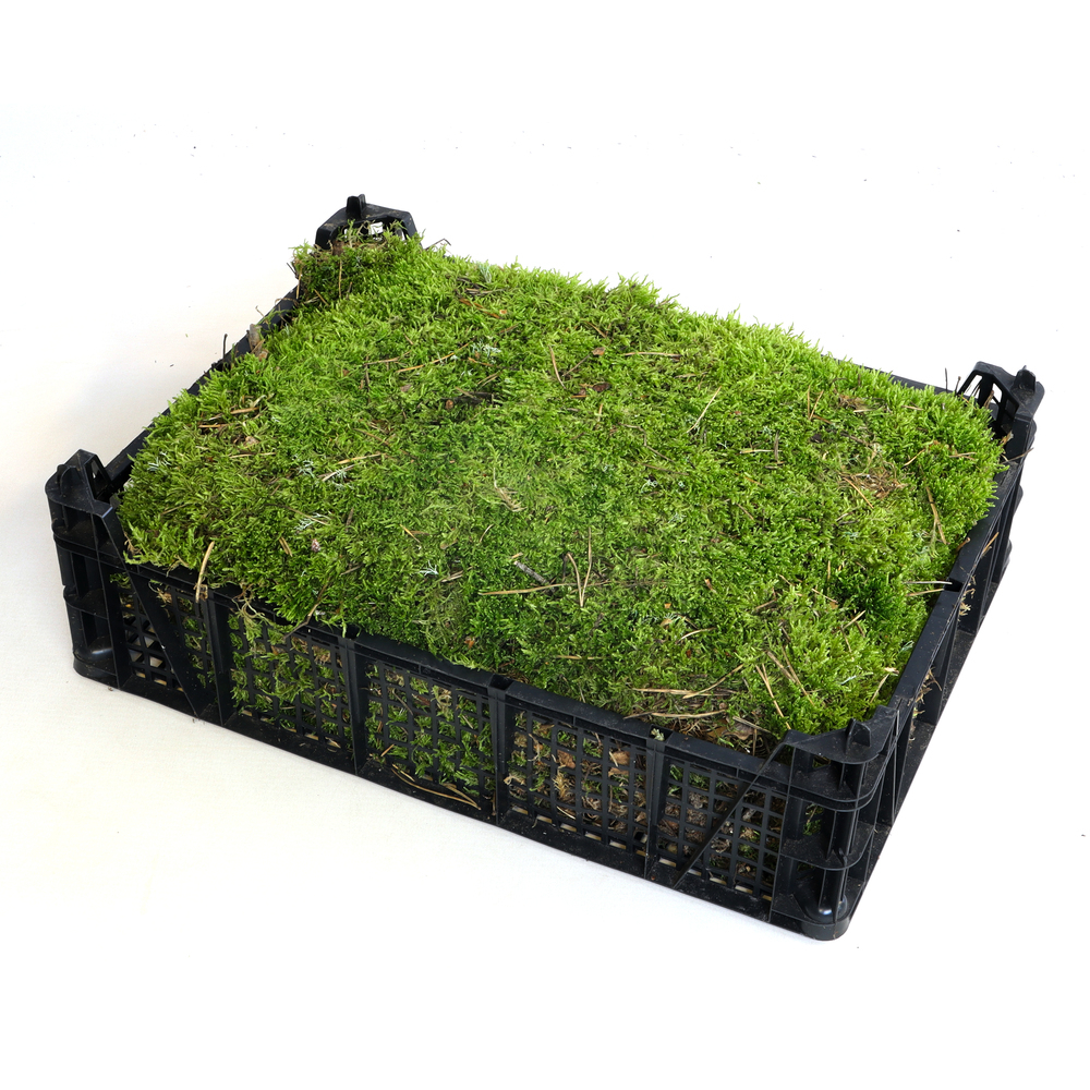 Plagiothecium curvifolium