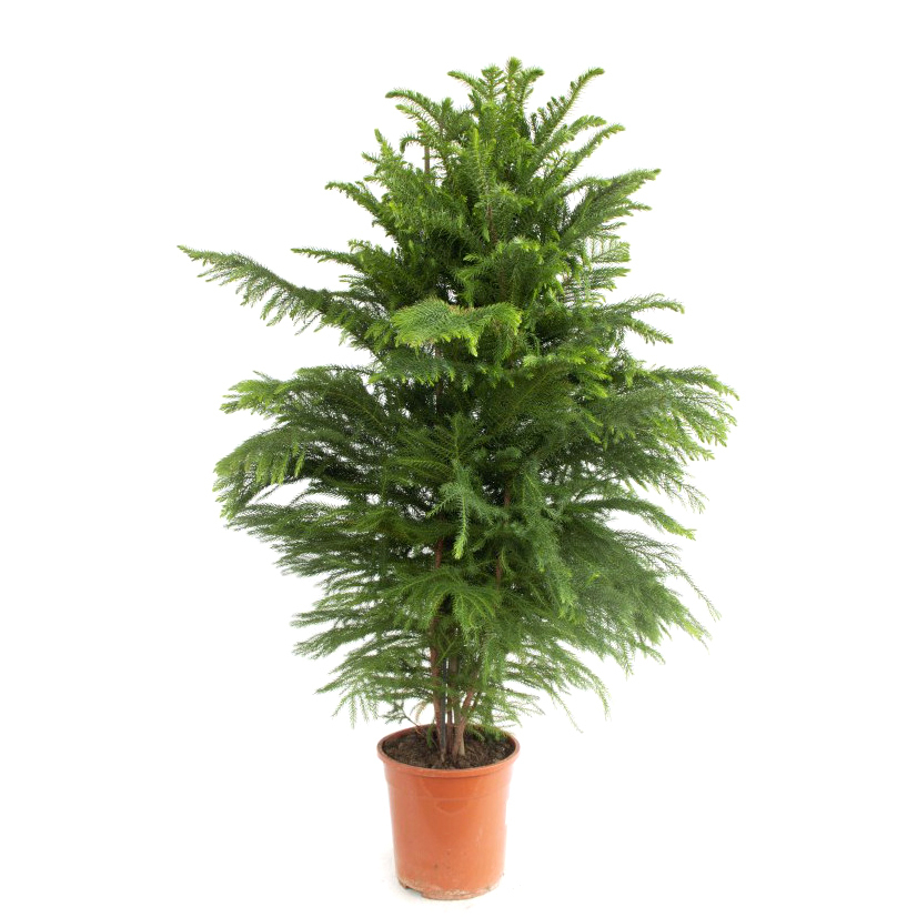 plantes d`intérieur