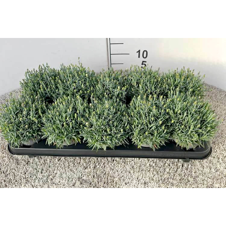 Dianthus caryophyllus violett wonder