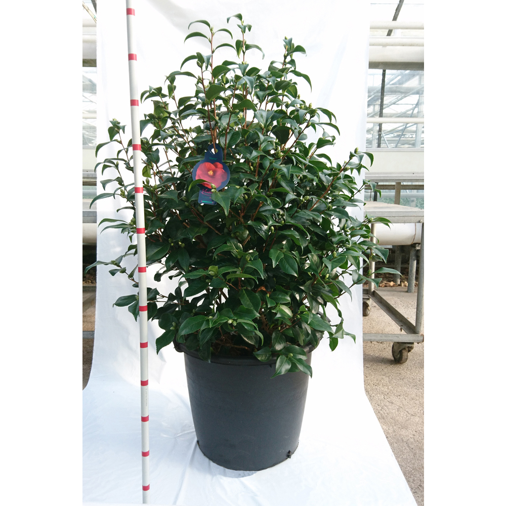 camellia japonica