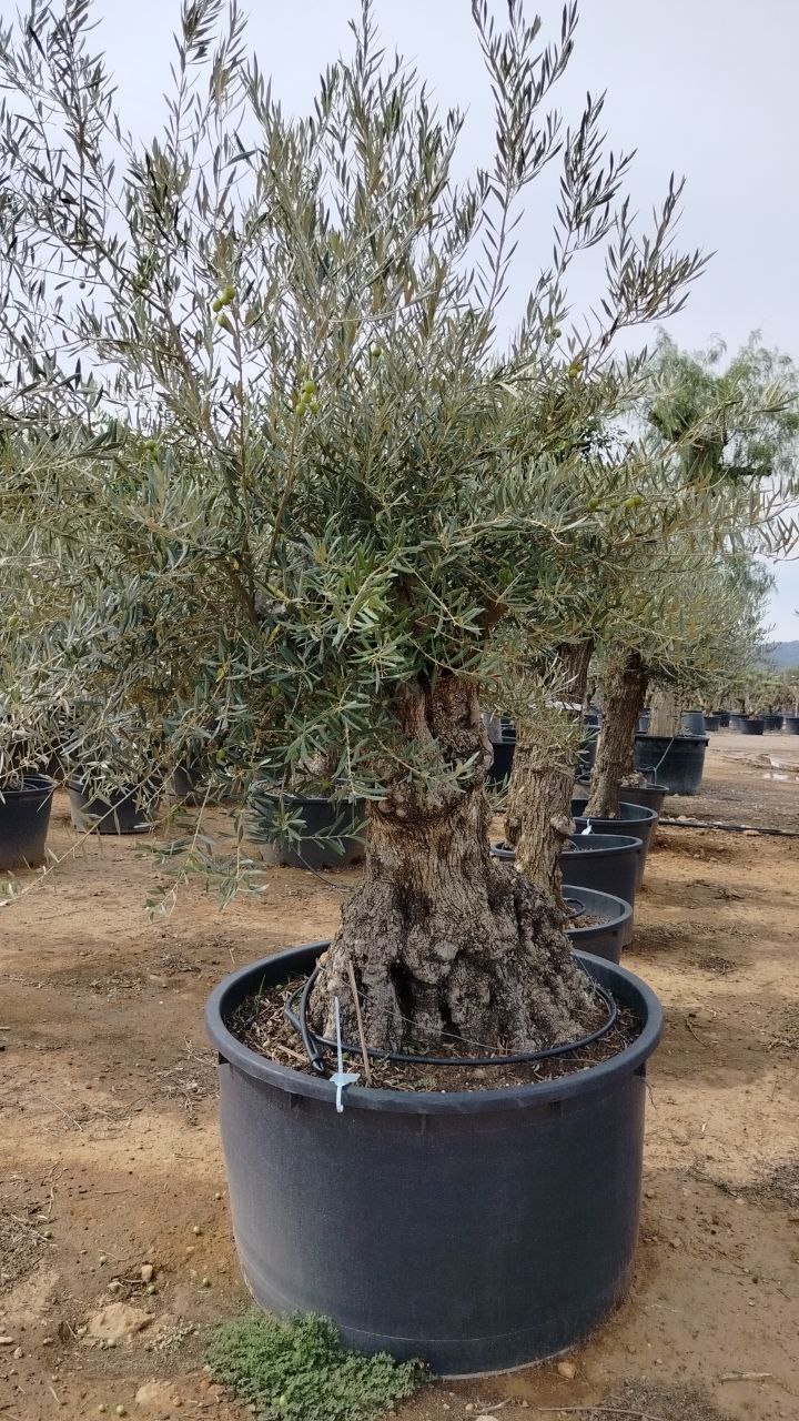 olea europaea