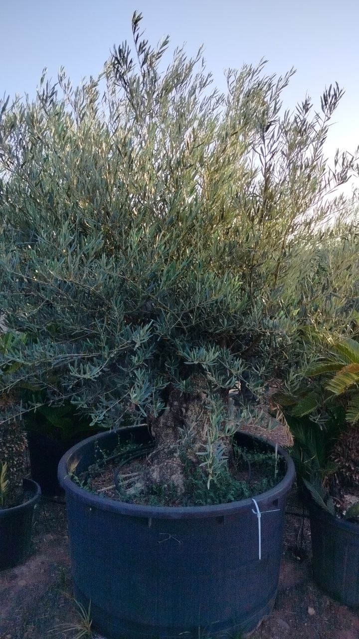 olea europaea