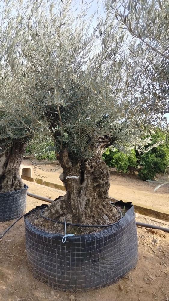 olea europaea