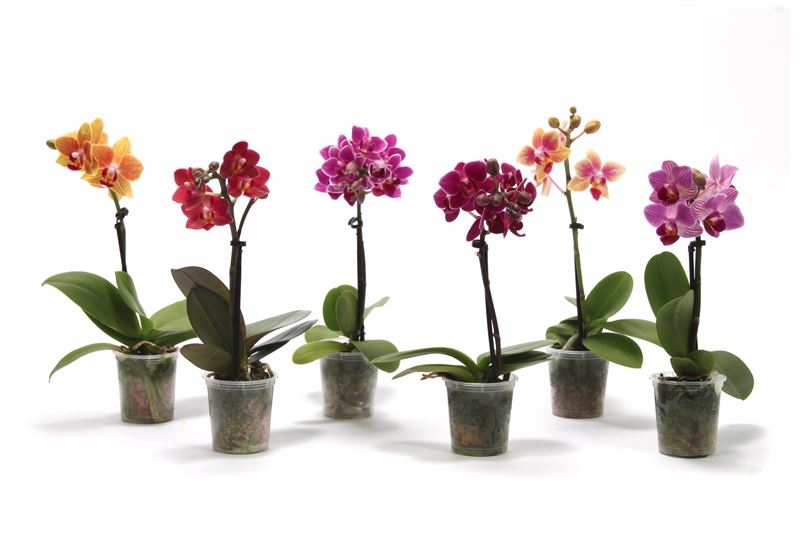 phalaenopsis